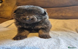 German Shepherd dogs for sale: KC German Shepherd Puppies Blue, White & Black/Tan - Image 6
