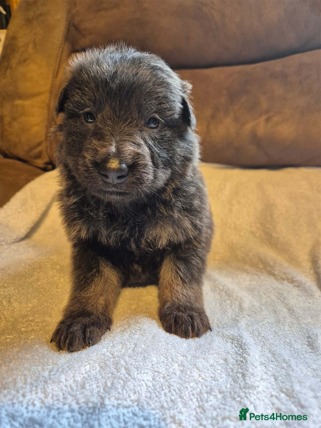 German Shepherd dogs for sale: KC German Shepherd Puppies Blue, White & Black/Tan - Image 6