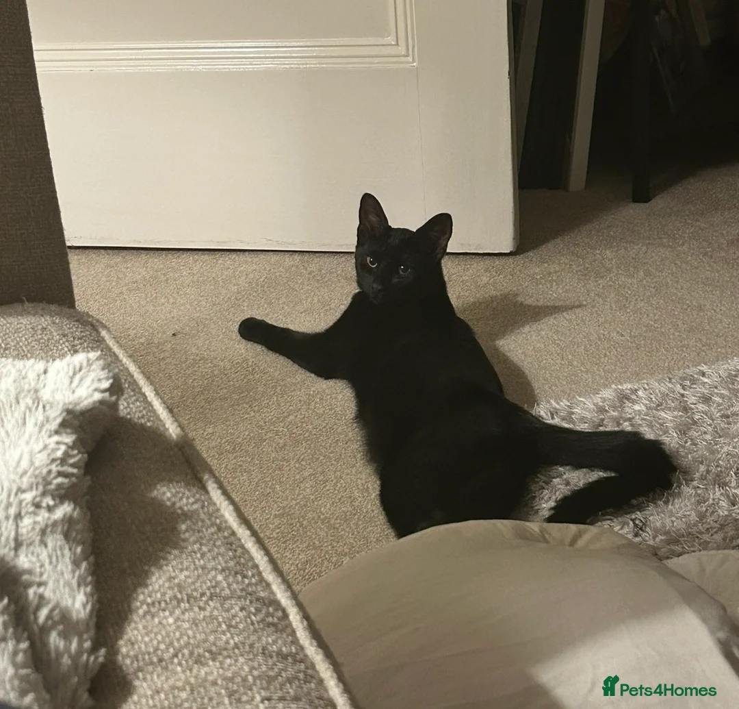 Domestic Shorthair cats for sale: Kobi - 11 month old Black Cat/Kitten for sale  - Advert 2