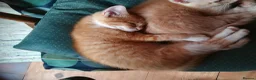 Mixed Breed cats for sale: ONLY ONE AMAZING, BEAUTIFUL, CLEVER, KITTEN LEFT - Advert 20