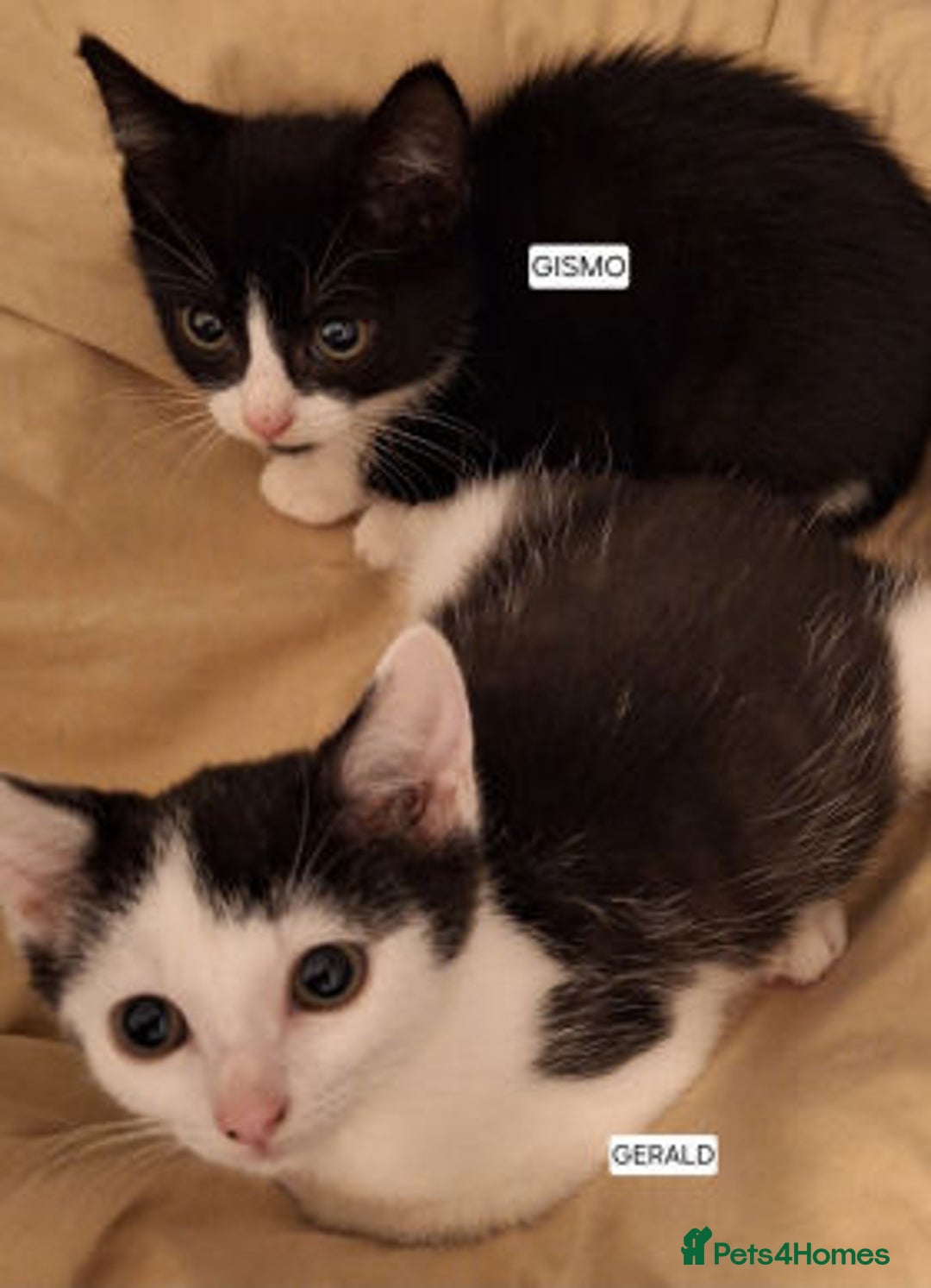 Mixed Breed cats for adoption: GARY, GIZMO AND GERALD - Image 2