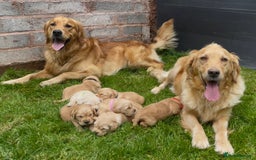 Golden Retriever dogs for sale: OUTSTANDING PEDIGREE GOLDEN RETRIVER PUPPIES KC - Image 1