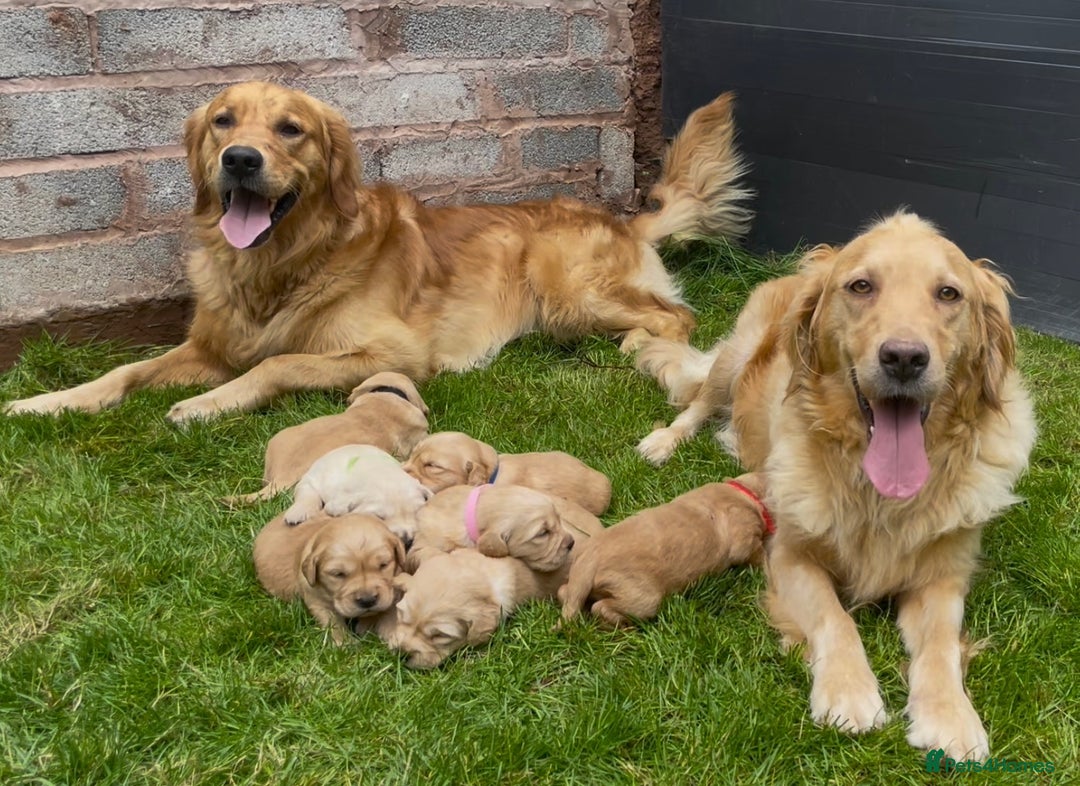 Golden Retriever dogs for sale: OUTSTANDING PEDIGREE GOLDEN RETRIVER PUPPIES KC - Image 1