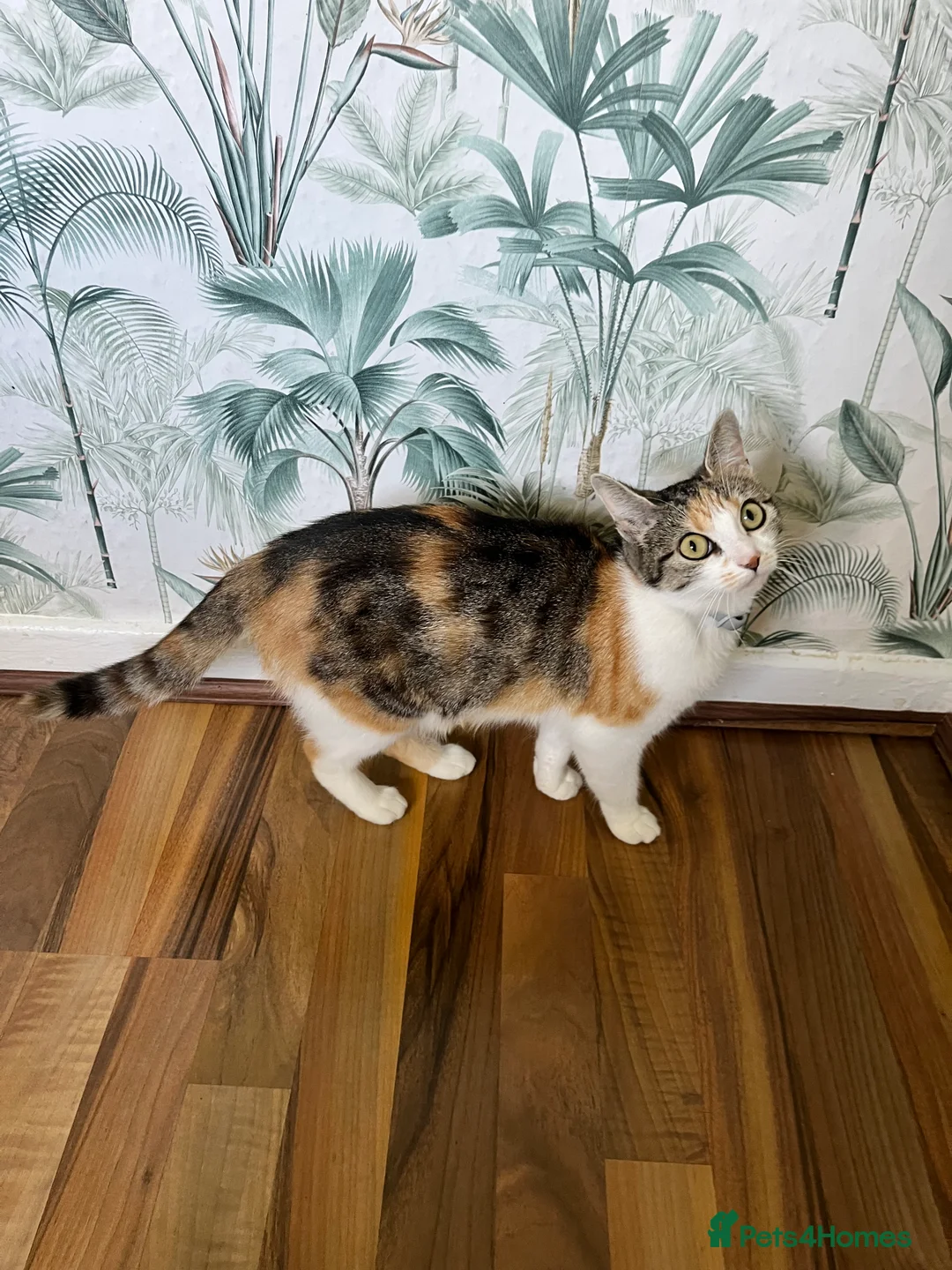 Mixed Breed cats for sale: 2 adorable little kittens  in Middlewich - Advert 2