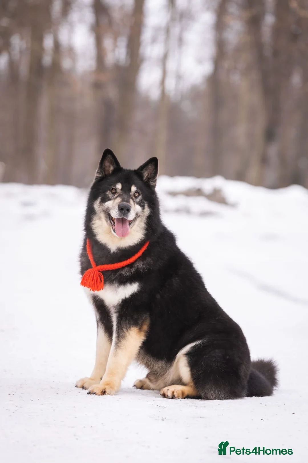 Mixed Breed dogs for adoption: 💙🐶 MALIK – The Professor With The Noble Heart 🐶 - Advert 1