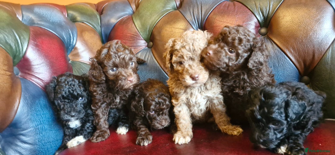 Cavapoo dogs for sale: Gorgeous f1bb Multicolour Cavapoo pups - Image 11
