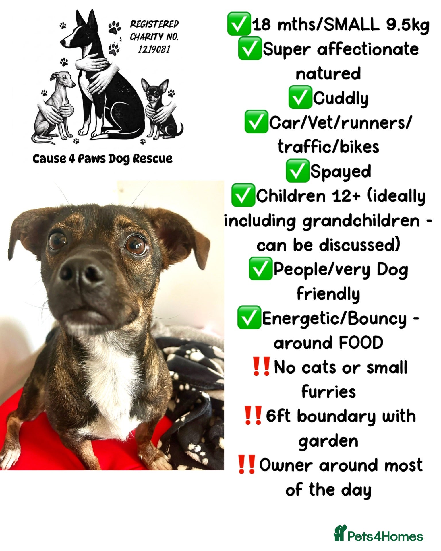 Mixed Breed dogs Star 18mths for adoption - Advert 1