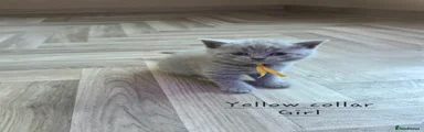 Yellow collar
