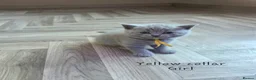British Shorthair cats for sale: Adorable Pure British Short Hair Kittens - Advert 15