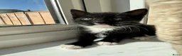 Domestic Shorthair cats for sale: 3 black and white kittens needing a loving home in Sittingbourne - Advert 2