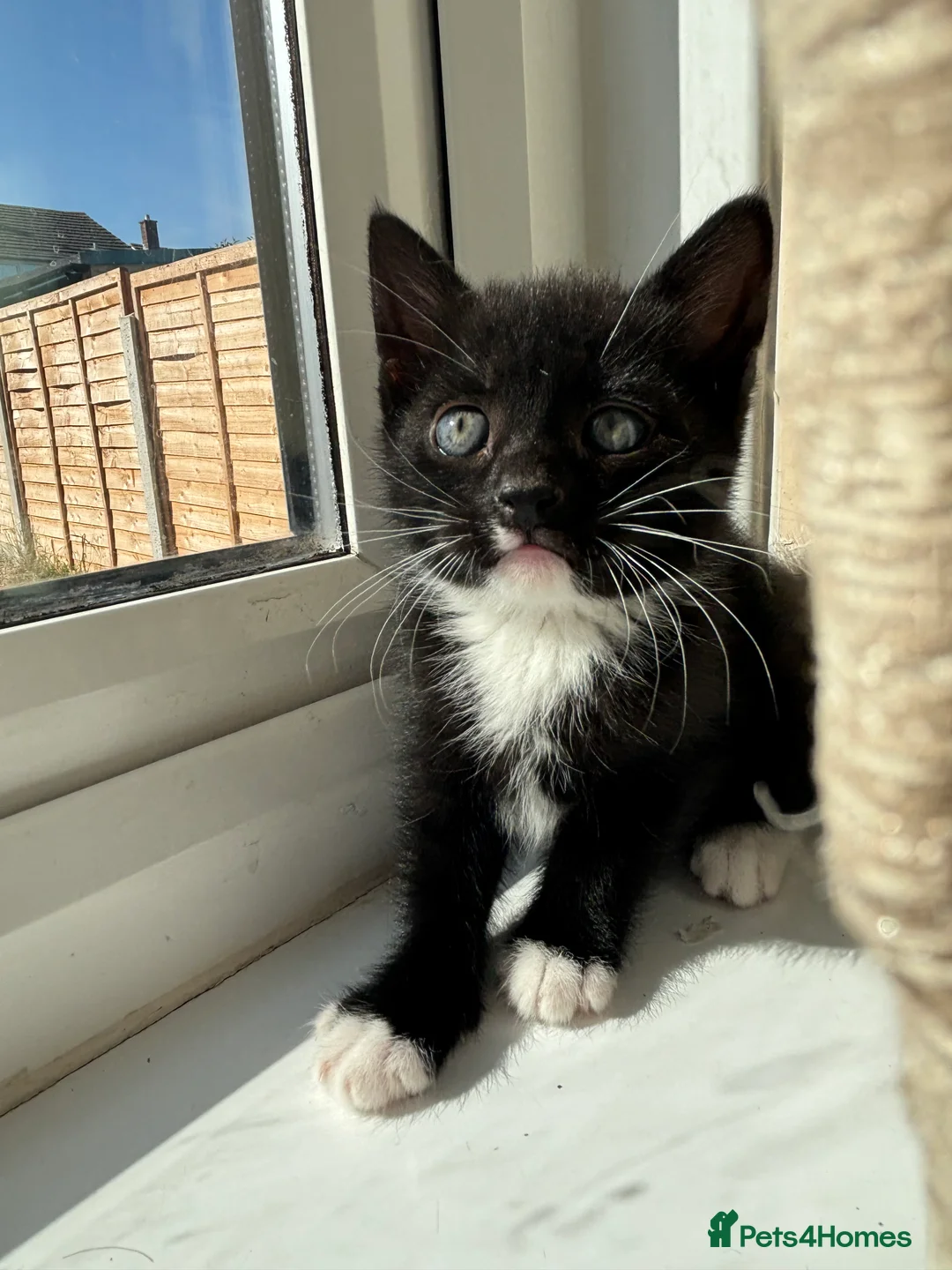 Domestic Shorthair cats for sale: 3 black and white kittens needing a loving home in Sittingbourne - Advert 2