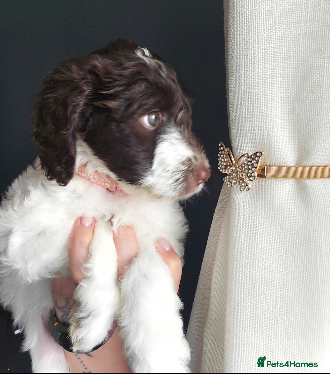 Sproodle dogs 💫💗Last Gorgeous Sproodle Girl🐾 Available🐶🩷🐾 - Advert 1