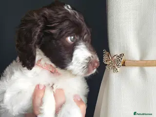 Sproodle dogs 💫💗Last Gorgeous Sproodle Girl🐾 Available🐶🩷🐾 - Advert 1