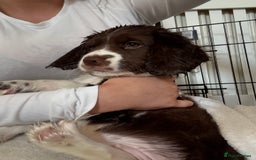 Mixed Breed dogs for sale: Chi sprocker  - Image 16