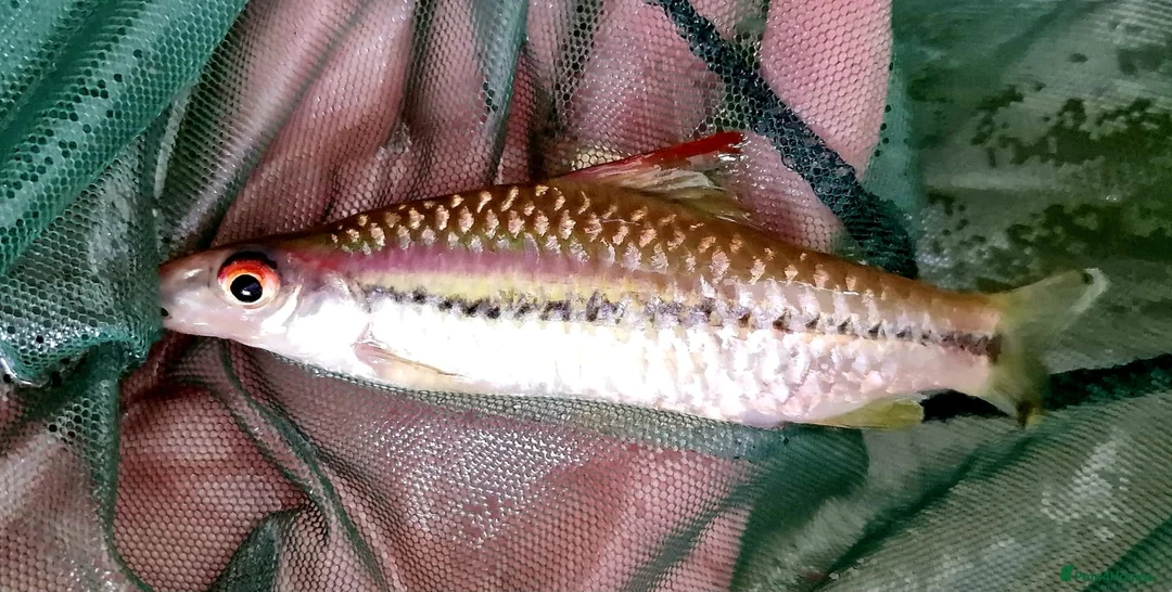 Barbs fish for sale: Torpedo barbs/ African Malawi in Herne Bay - Advert 2