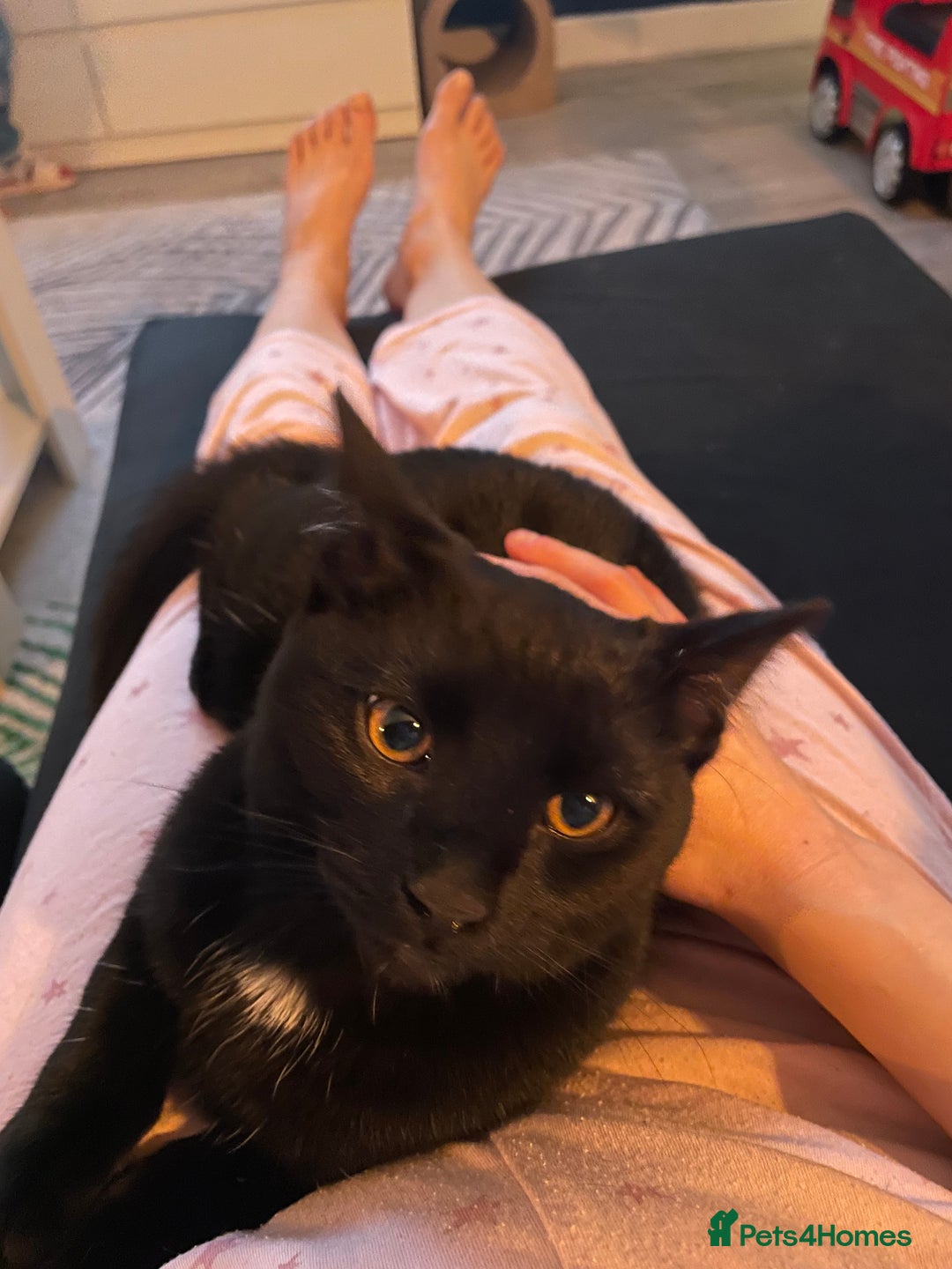 Balinese cats for sale: Cat for sale - Advert 8