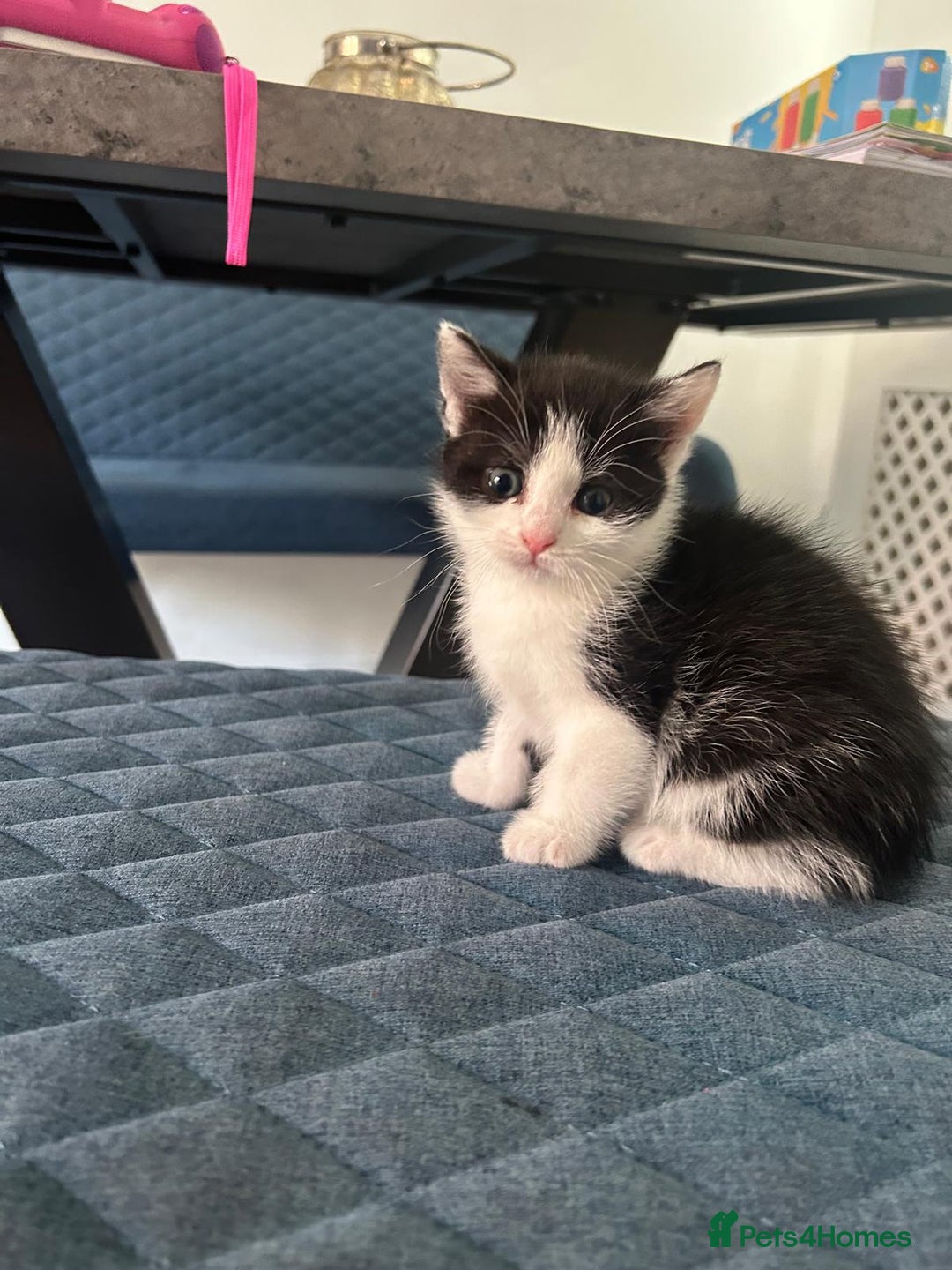 Mixed Breed cats for sale: 3 Kittens  - Image 5
