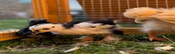 Chickens poultry for sale: Pekin bantams - Advert 6