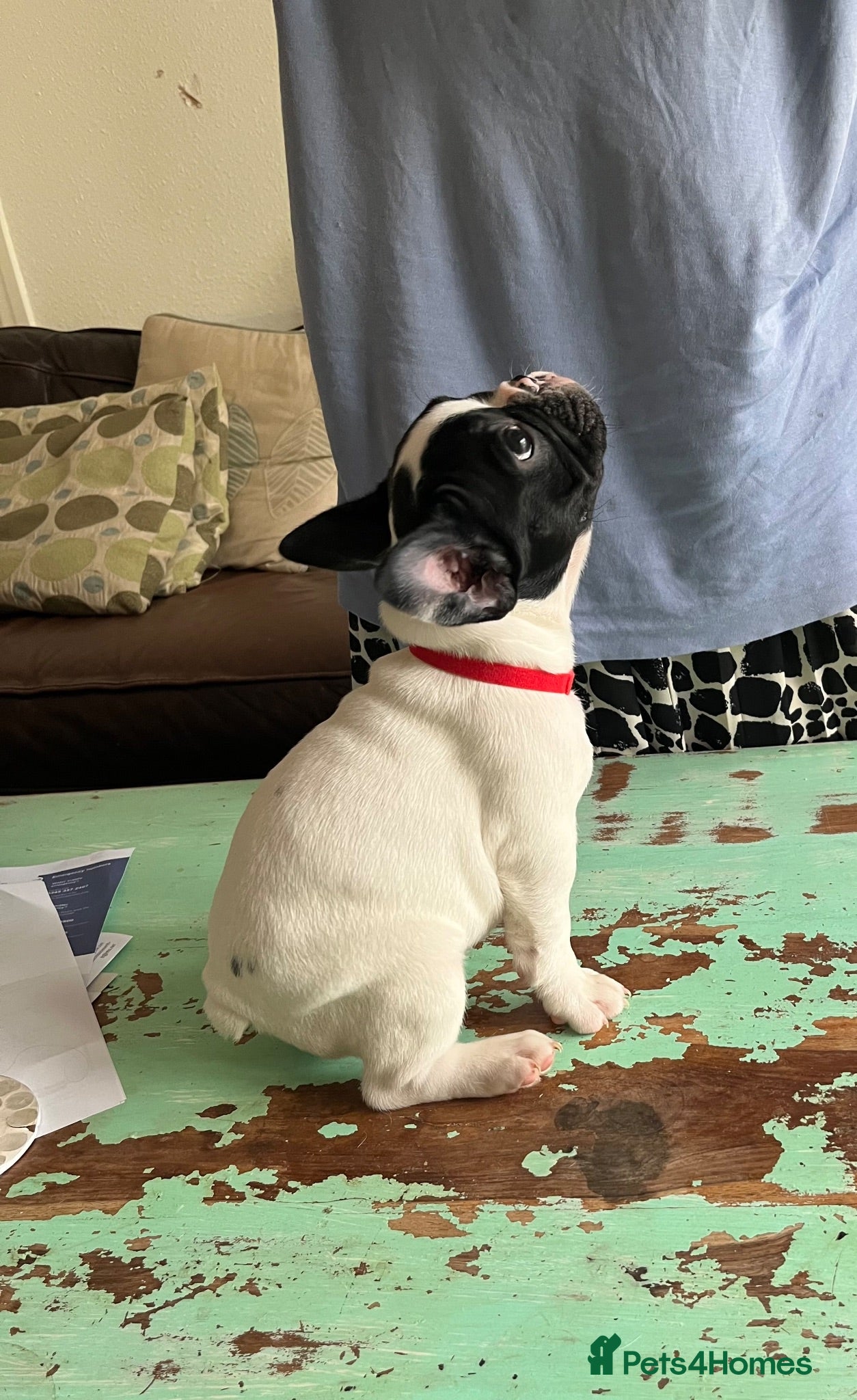 French Bulldog dogs KC reg. Crufts & International Champion breeding  - Advert 15