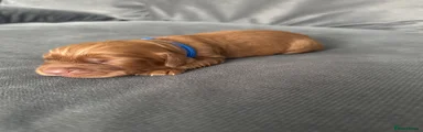 Cocker Spaniel - Blue