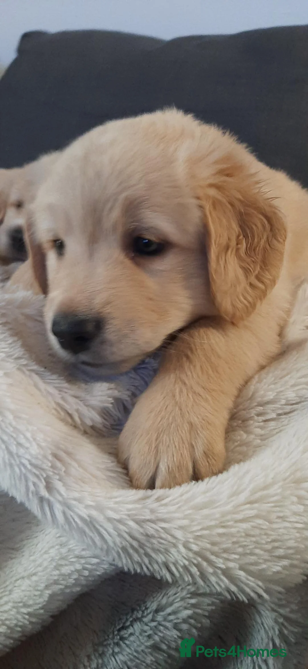 Mixed Breed dogs for sale: Beautiful pyreeneans n golden retriever puppies in Blackpool - Advert 2