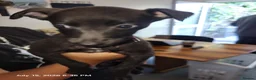 Whippet dogs for sale: Beautiful whippets in Nottingham - Advert 5