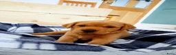 Labrador Retriever dogs for sale: Fox Red Labrador - Advert 6
