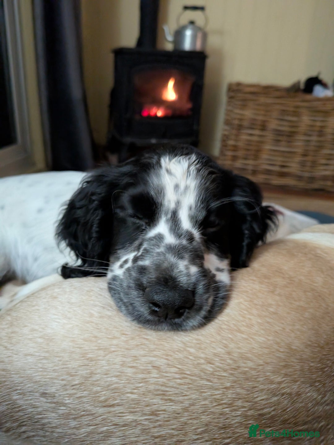 Mixed Breed dogs for sale: The Pug Who Raised a Duck Is Now Expecting Her Own - Advert 8