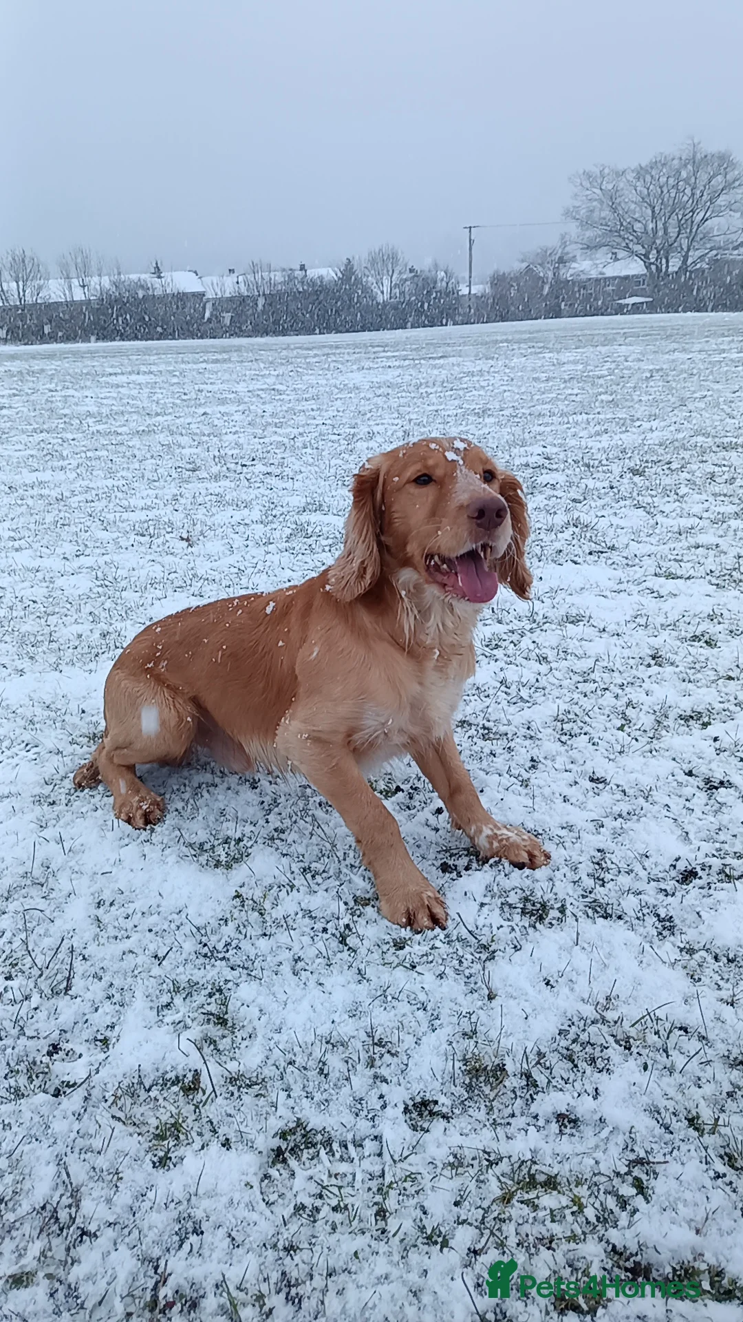 Cocker Spaniel dogs for sale: 6 STUNNING KC REGISTERED COCKER SPANIEL PUPPIES  - Advert 2