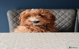Cockapoo dogs for sale: F1 MINIATURE COCKAPOOS DNA HEALTH TESTED PARENTS  in Saint Asaph - Image 6