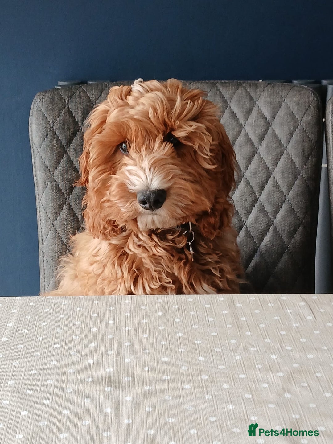 Cockapoo dogs for sale: F1 MINIATURE COCKAPOOS DNA HEALTH TESTED PARENTS  in Saint Asaph - Image 6