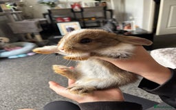 Mixed Breed rabbits for sale: Bunnies for sale  - Image 8