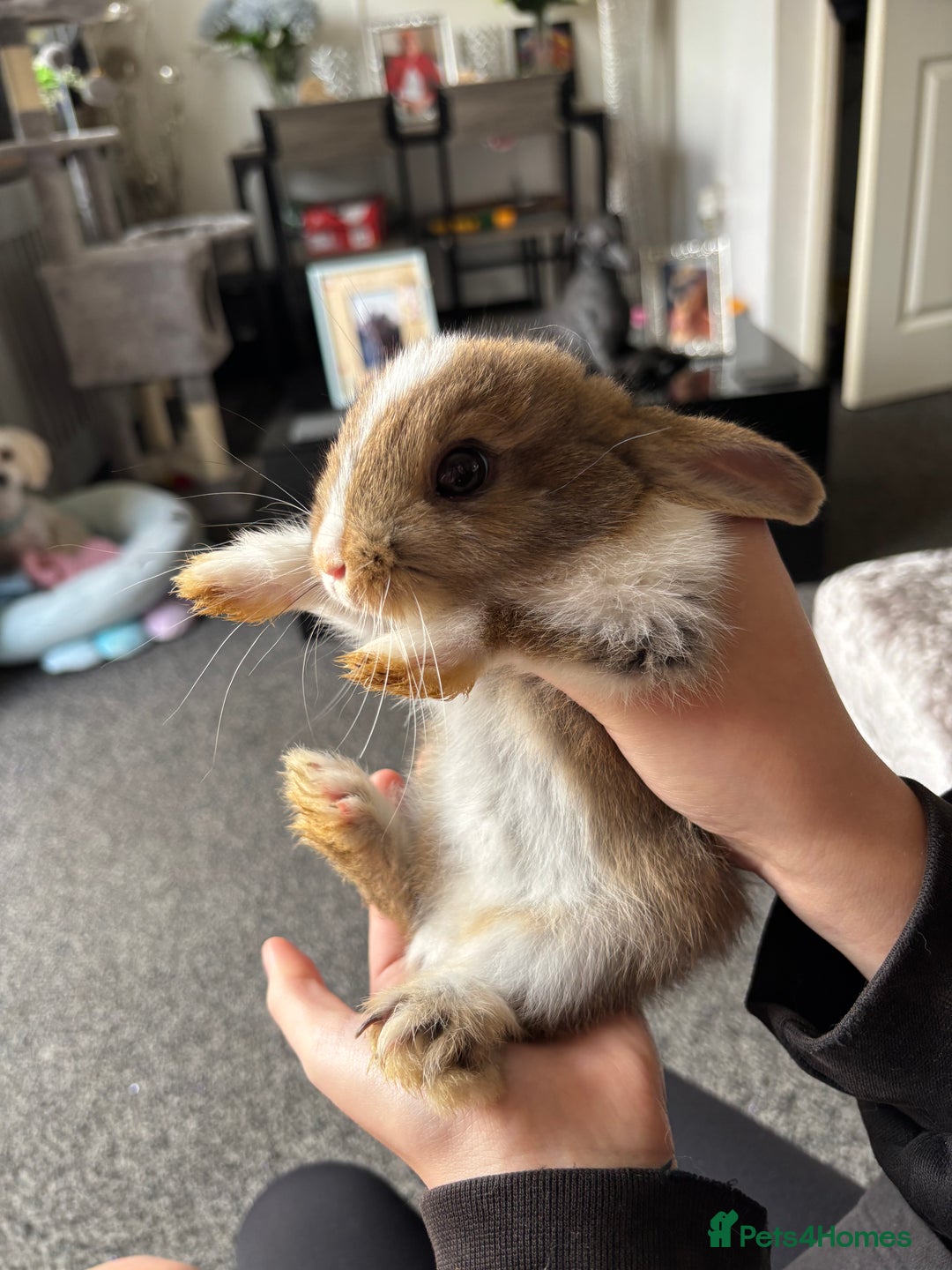 Mixed Breed rabbits for sale: Bunnies for sale  - Image 8