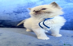 Ragdoll cats for sale: 6 Beautiful Ragdolls - Image 5