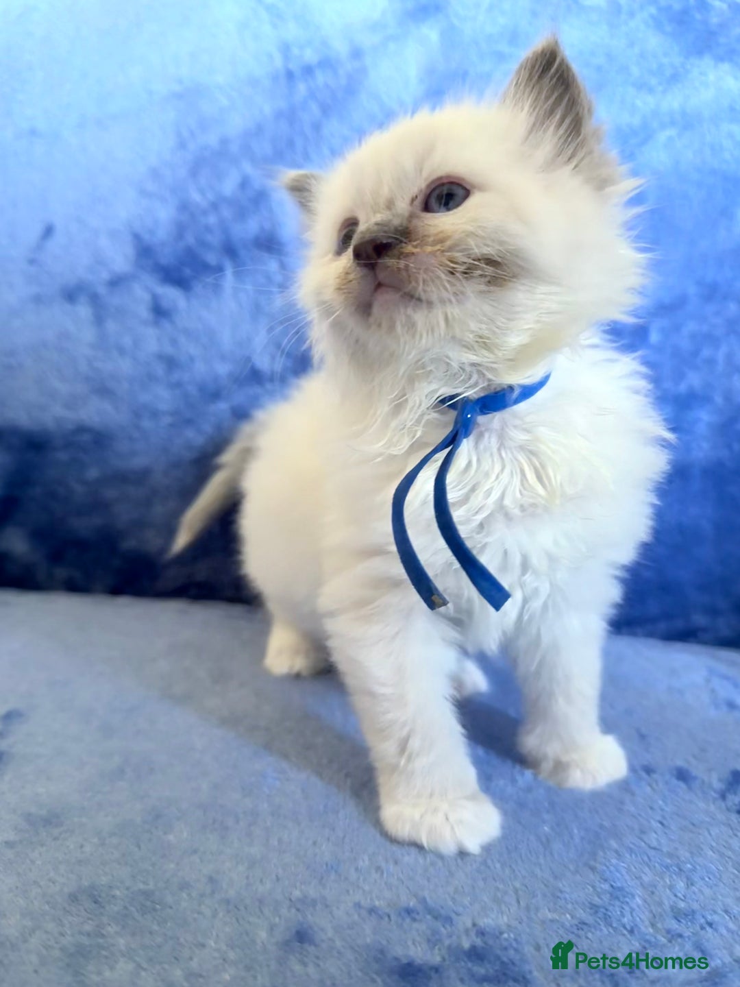 Ragdoll cats for sale: 6 Beautiful Ragdolls - Image 5