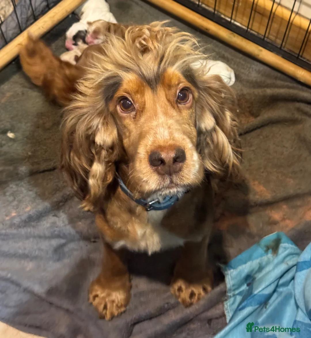 Cockapoo dogs for sale: Cockapoo Puppies – Boys and Girls Available - Advert 11