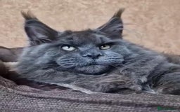 Maine Coon cats for sale: Championship line GCCF Maine Coon kittens  - Image 22