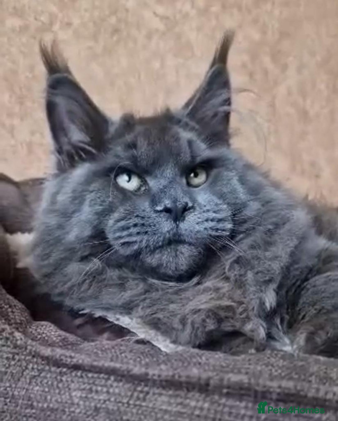 Maine Coon cats for sale: Championship line GCCF Maine Coon kittens  - Image 22