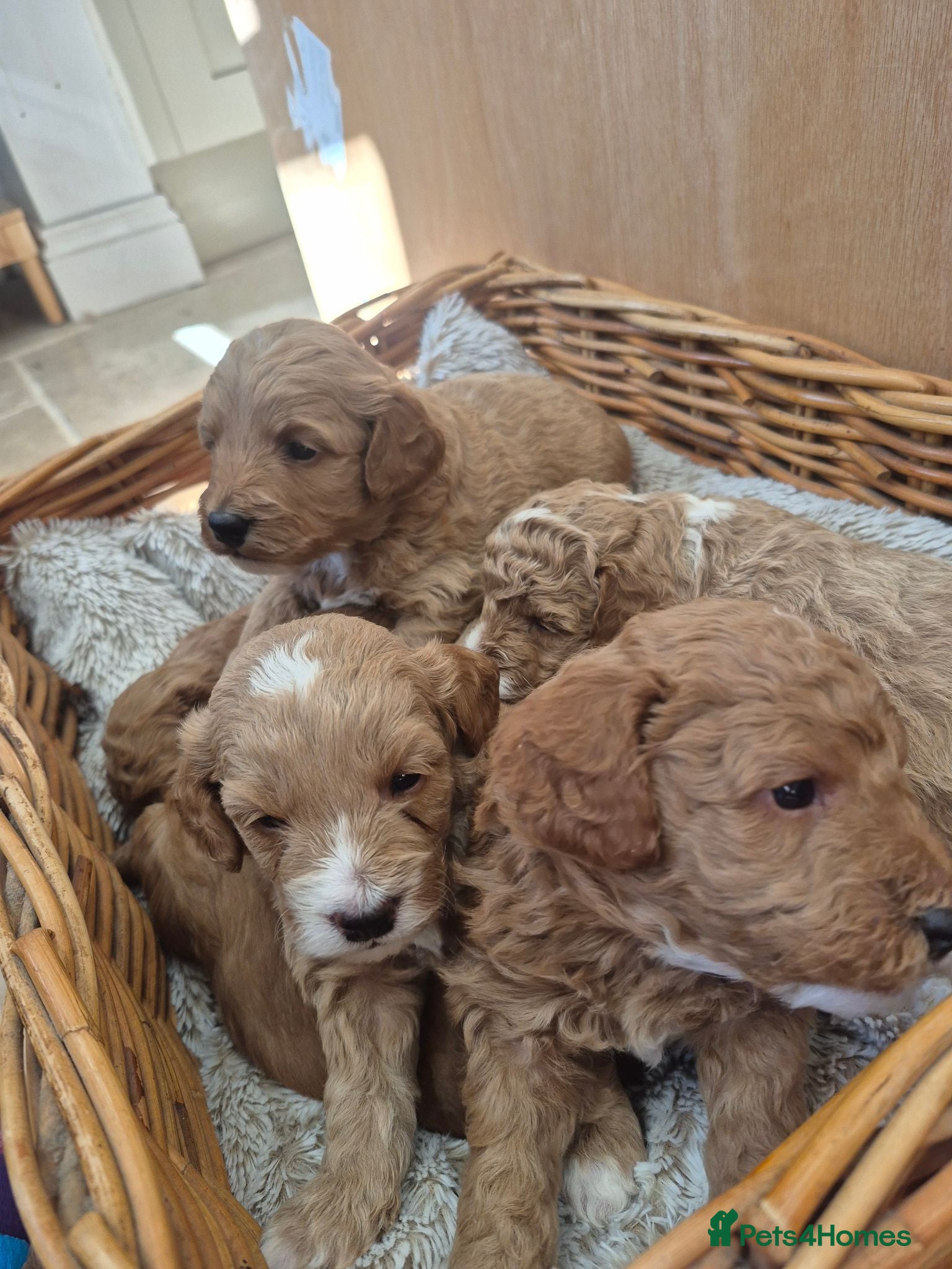 Cockapoo dogs F1B red and apricot curly and wavy cockapoos - Advert 1
