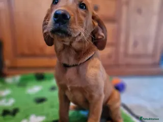 Springador dogs STUNNING FOX RED SPRINGADOR PUPPIES - Advert 3