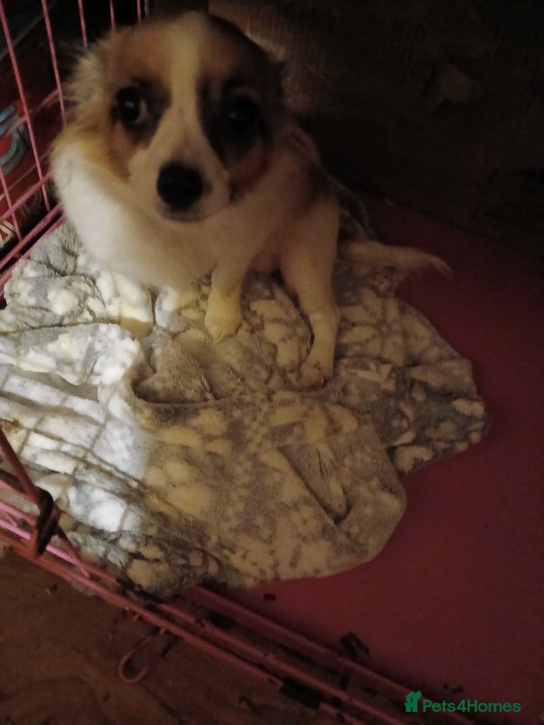 Chihuahua dogs for sale: Suzy beautiful chihuahua puppy - Advert 3