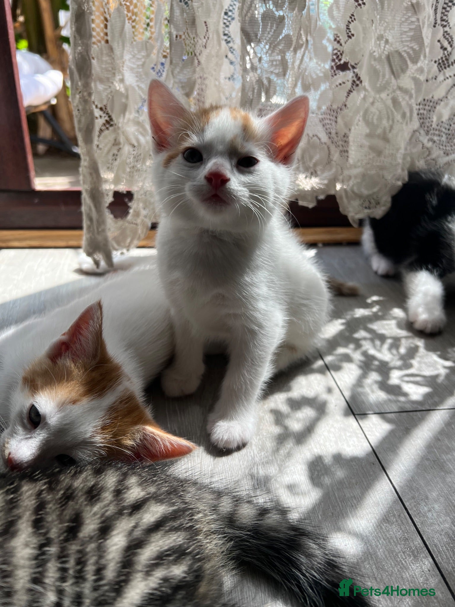 Mixed Breed cats Kittens  - Advert 15