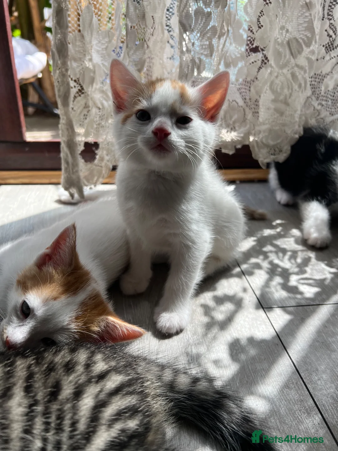 Mixed Breed cats for sale: Kittens  - Advert 1
