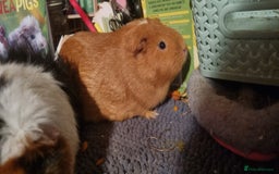 Guinea Pig rodents for sale: Female Guinea Pig Duo for Rehoming  - Image 6