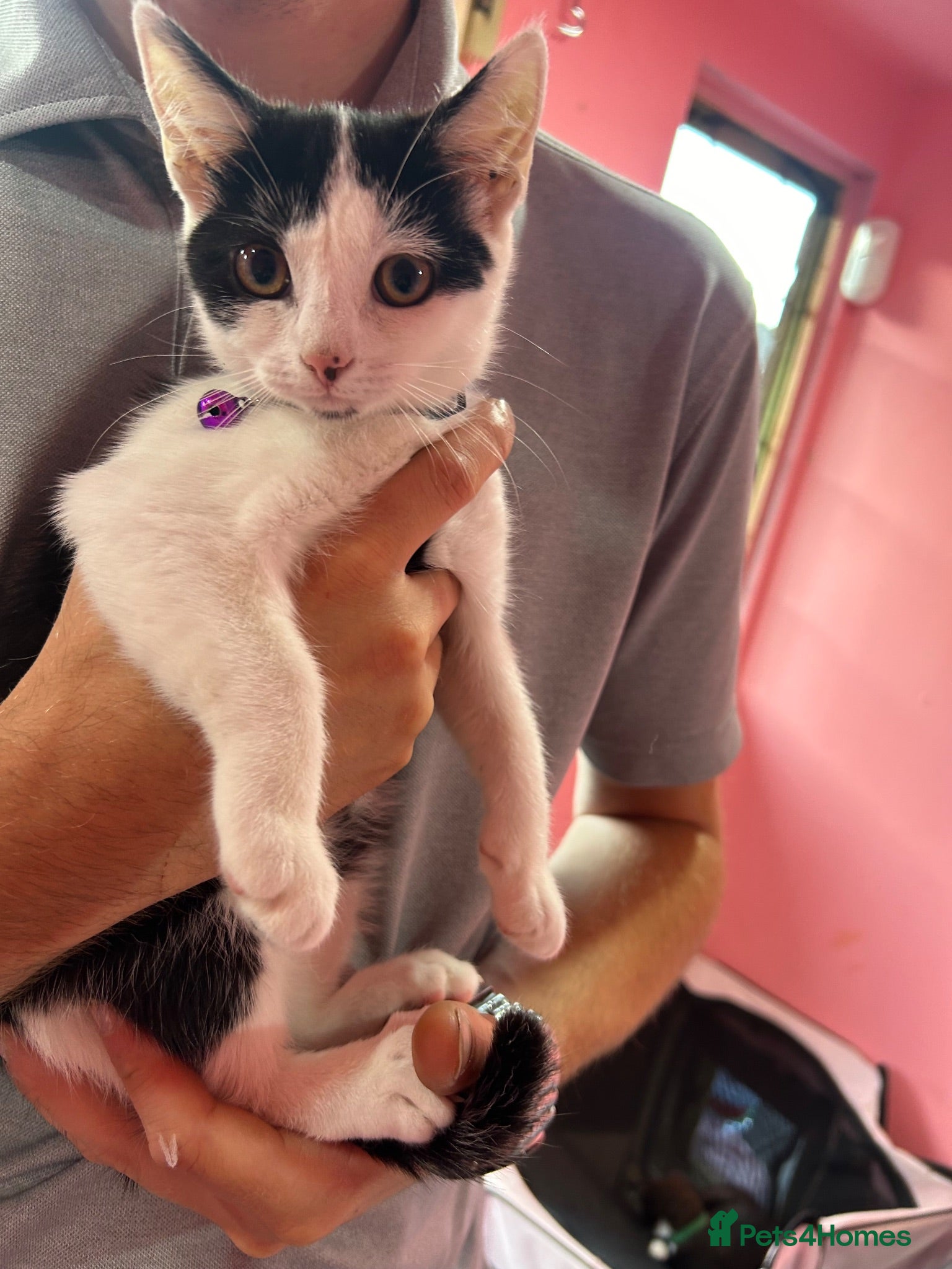 Mixed Breed cats Gorgeous kittens looking for forever homes - Advert 1