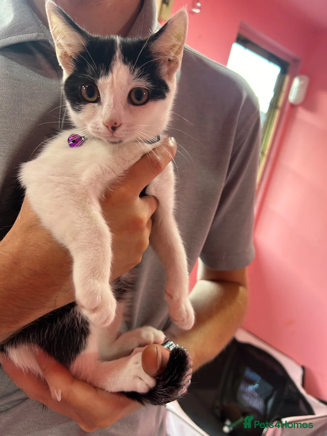 Mixed Breed cats for sale: Gorgeous kittens looking for forever homes - Advert 1