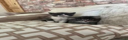 Mixed Breed cats for sale: Two kittens from our family pet  in Turriff - Advert 6