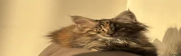 Maine Coon cats for sale: Gorgeous kittens  - Advert 18