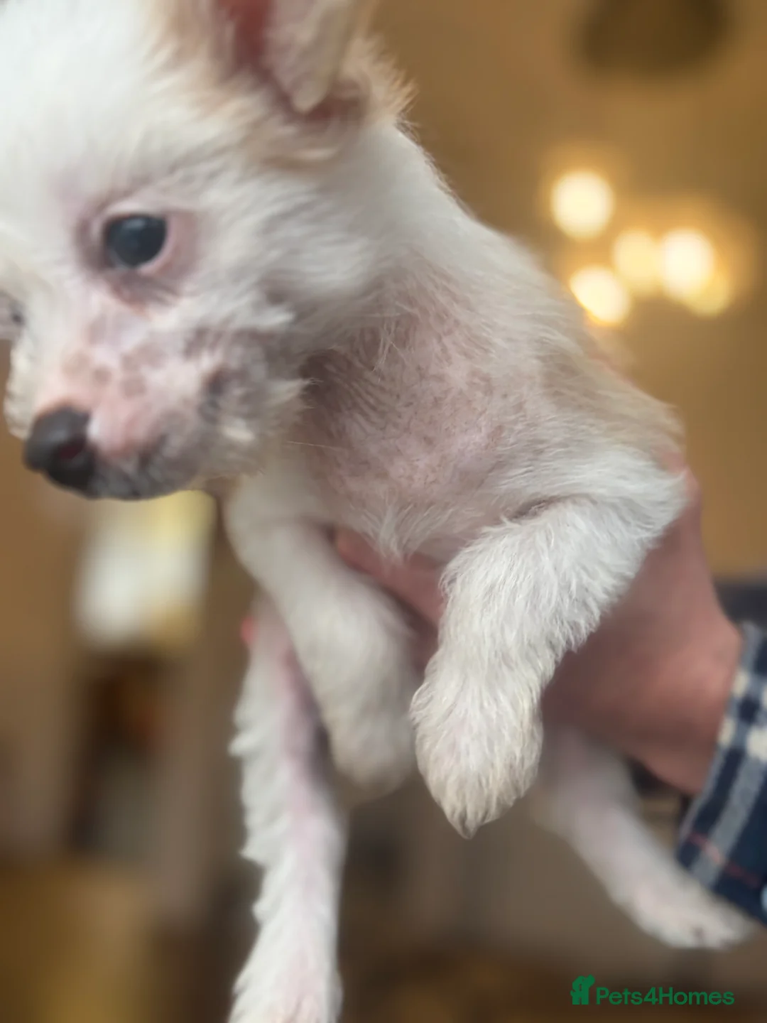Chinese Crested dogs for sale: 🐾  Chinese Crested Puppies   - Advert 4