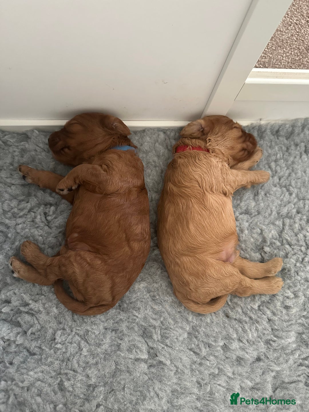 Cockapoo dogs for sale: Westcraigs Cockapoos - Image 8